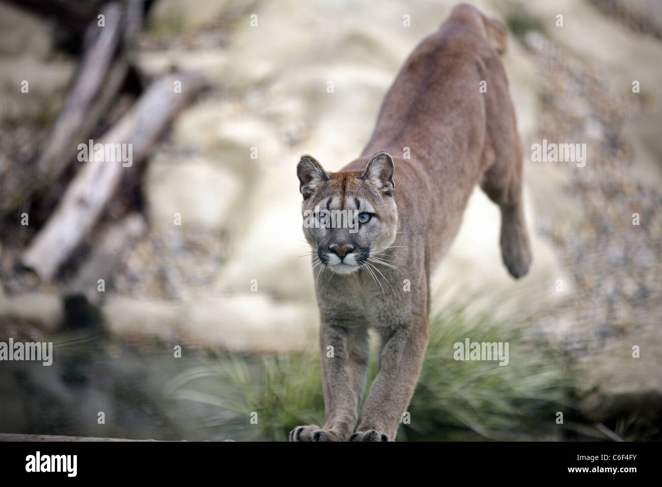 A puma leaping and catching food Stock Photo