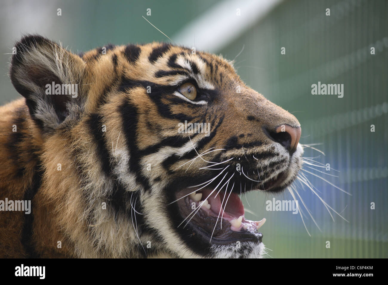 Portrait of a tiger in captivity Stock Photo - Alamy