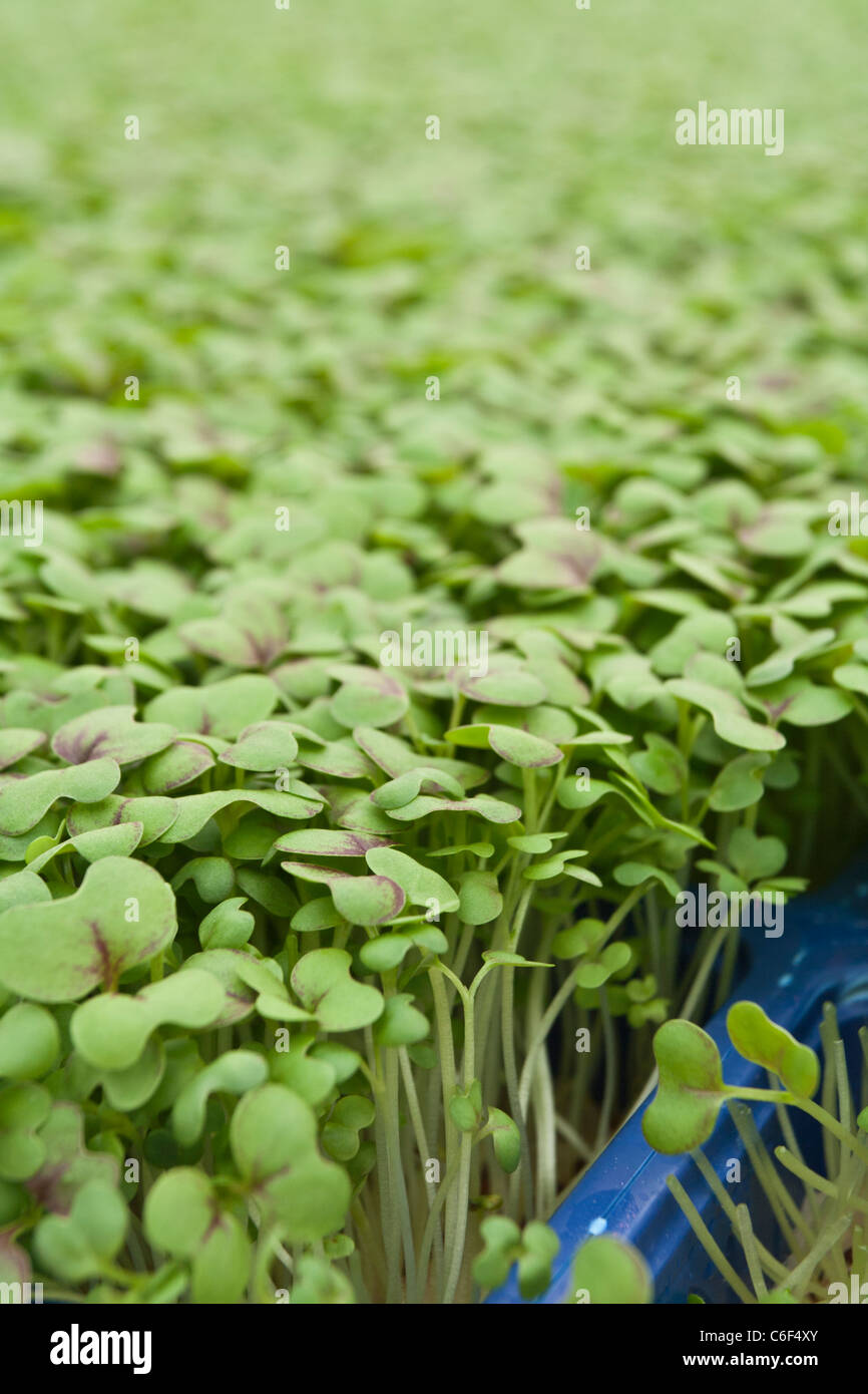 Mustard Cress Growing In A Greenhouse Stock Photo Alamy