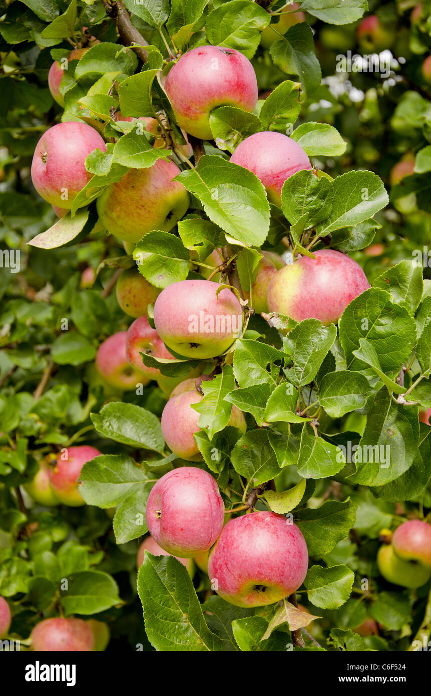 summer end apples on the apple-tree Stock Photo