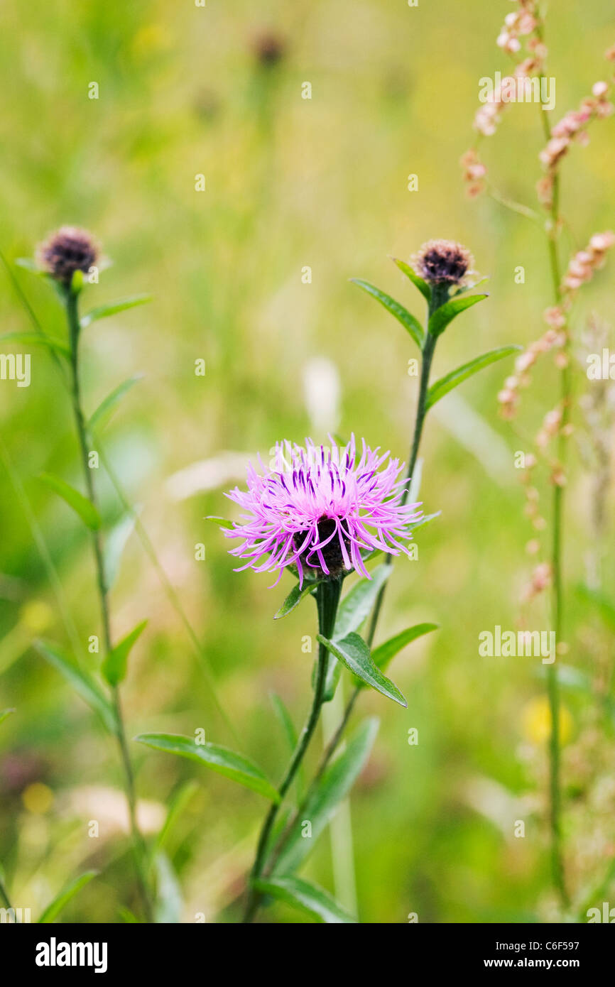 Centaura nigra. Lesser knapweed growing in a wildflower meadow. Stock Photo