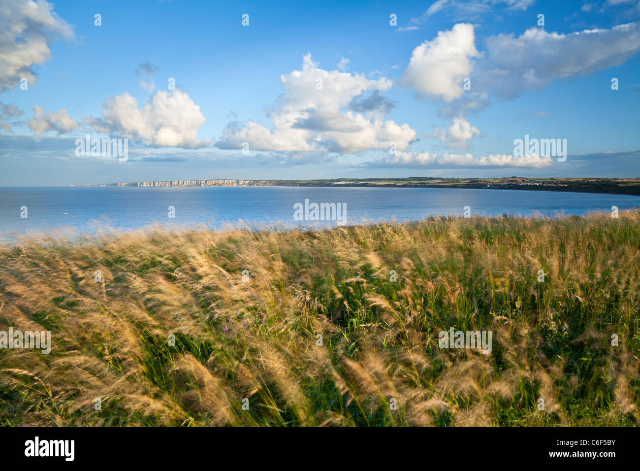 Windblown grasses on Filey Brigg with view over Filey bay towards the Chalk cliffs of Bempton and Flamborough, North Yorkshire. Stock Photo