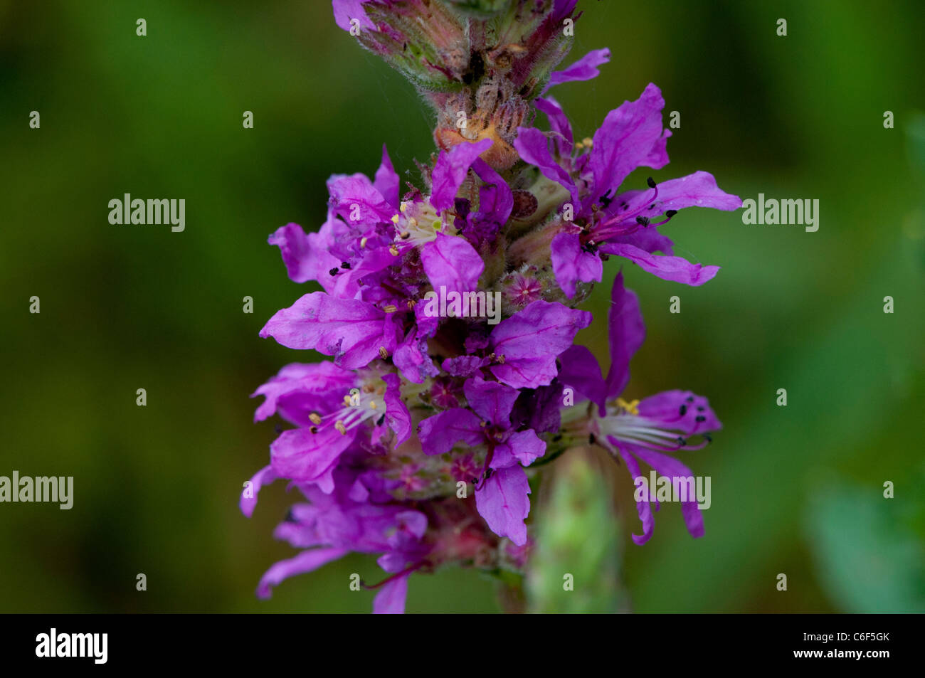 Summer flower hi-res stock photography and images - Alamy