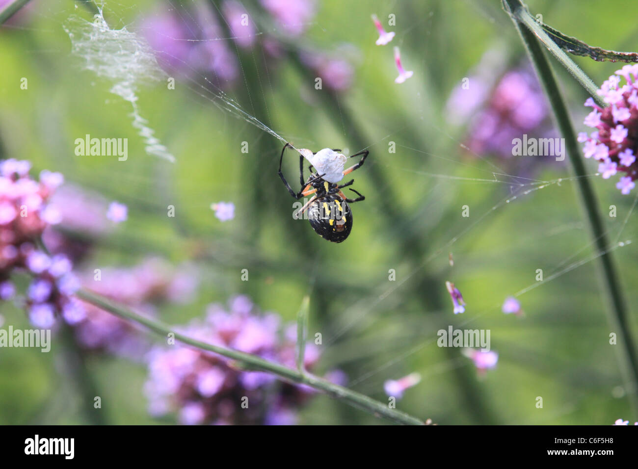 Spider on a web, rolling up an insect Stock Photo