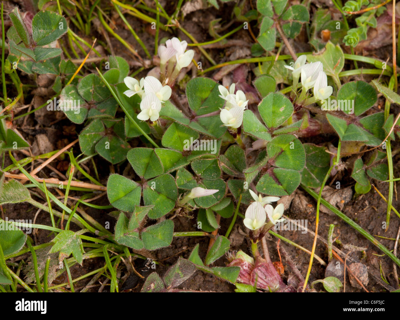 Subterranean Clover, Trifolium subterraneum in flower. Stock Photo