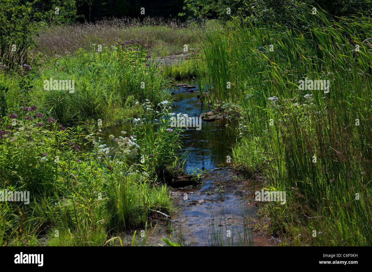Francis Creek on Manitoulin Island Stock Photo Alamy