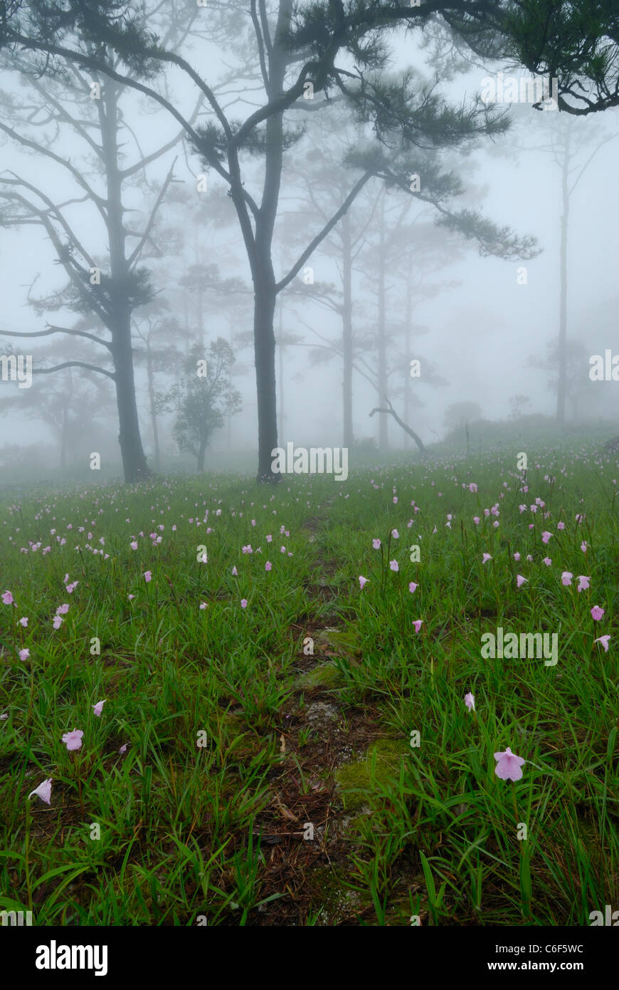 Boloven Plateau wild flower field in the mist, Nong Luang, Dong Hua Sao National Biodiversity Conservation Area, Champasak, Laos Stock Photo