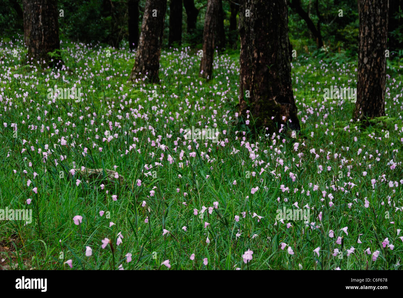 Wild flower field, Dong Hua Sao National Biodiversity Conservation Area, Boloven Plateau Champasak, Laos Stock Photo