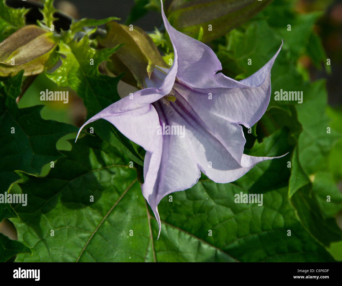 Thornapple thorn apple thorn-apple poisonous plant.Jimson weed is a poisonous plant with hallucinogenic properties . Stock Photo