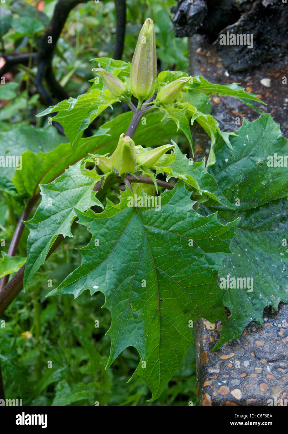 Thornapple thorn apple thornapple poisonous plant.Jimson weed is a