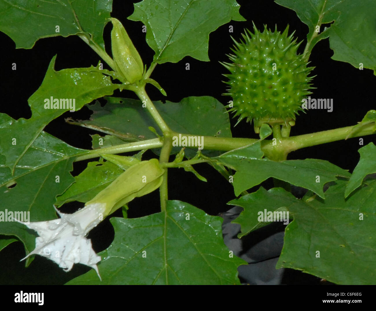 Thornapple thorn apple thornapple poisonous plant. Jimson