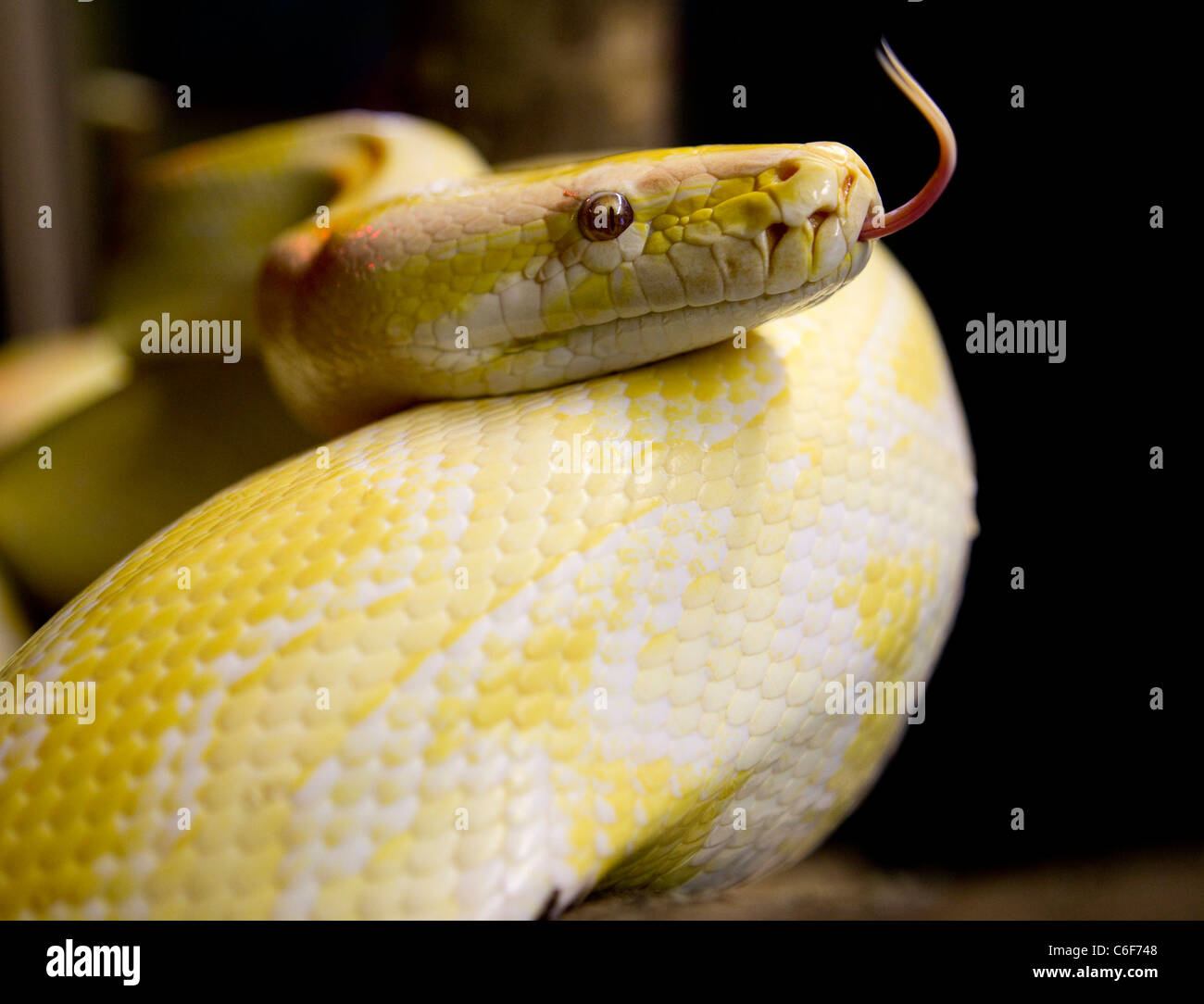 Snake Farm Zoo High Resolution Stock Photography and Images - Alamy