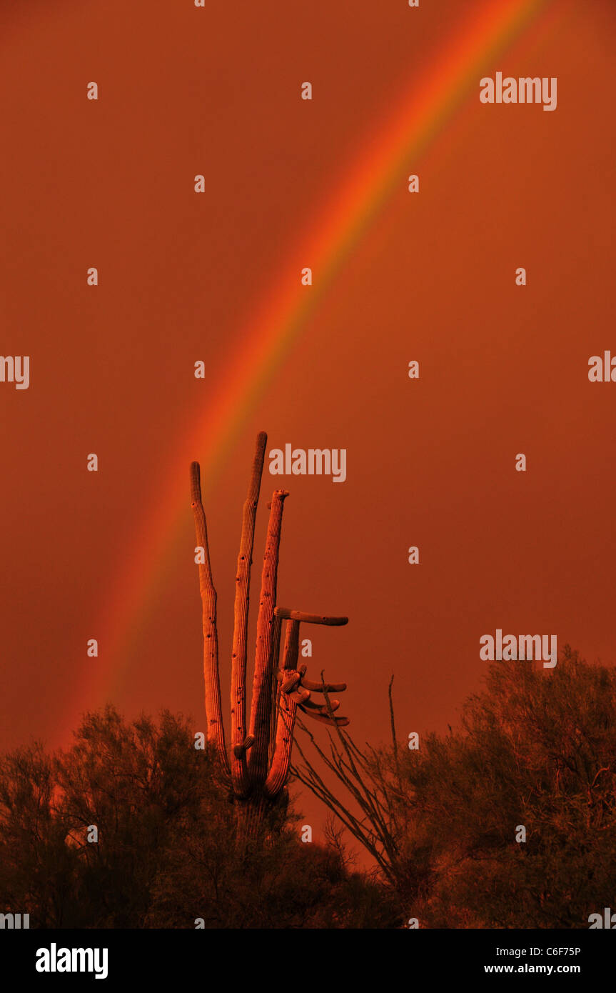 A rainbow appears at sunset during a monsoon rain storm in Tucson, Arizona, Sonoran Desert, USA. Stock Photo