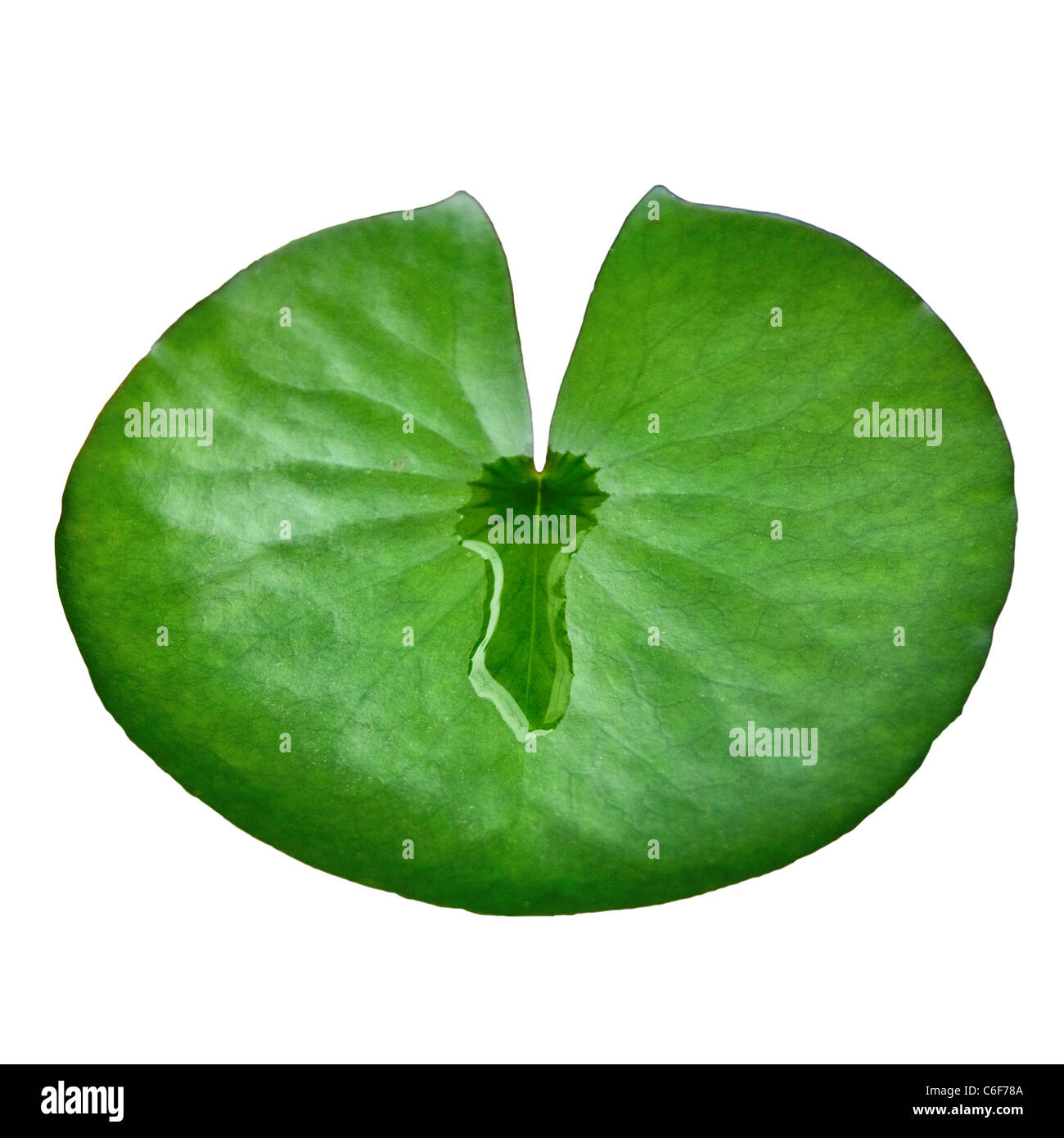 Lily pad cut out. View from above top. Close up (macro) Stock Photo
