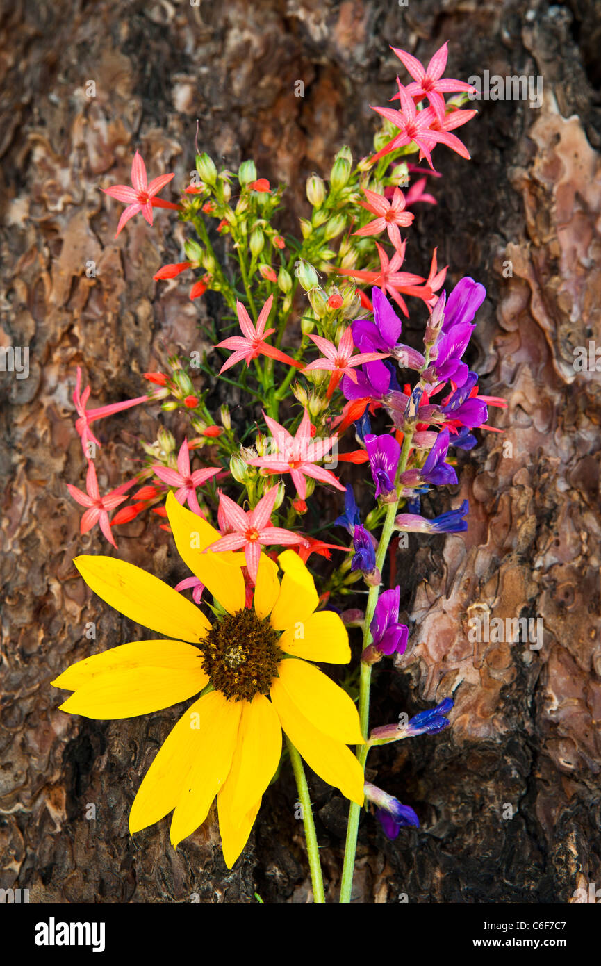 Arizona Wildflowers growing into the bark of a Ponderosa Pine Tree. AZ. Stock Photo