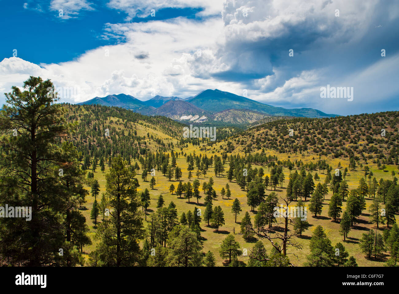 A small valley east of the Kachina Peaks wilderness area near Flagstaff