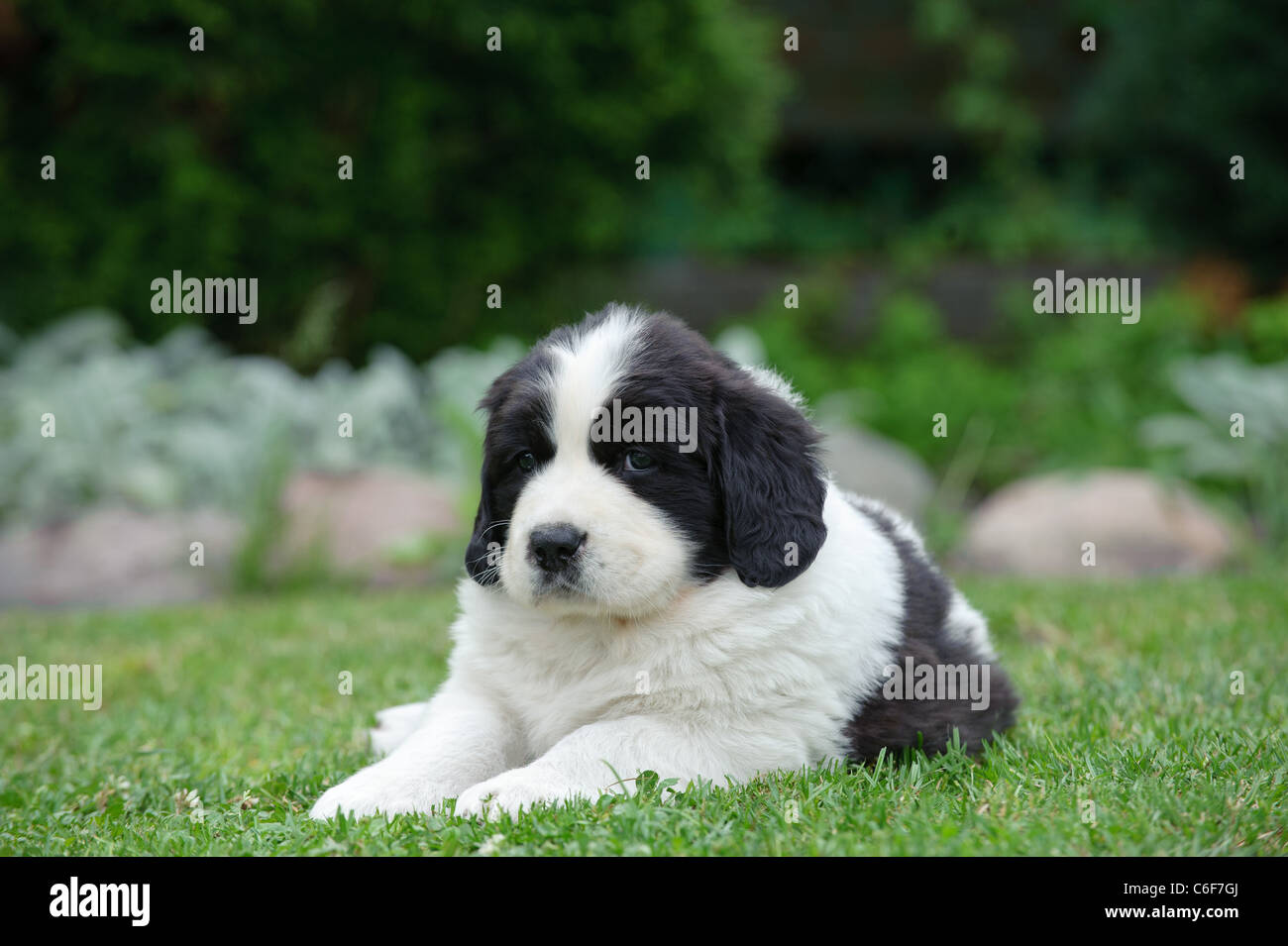 Llittle Landseer (newfoundland type) puppy portrait in garden Stock Photo