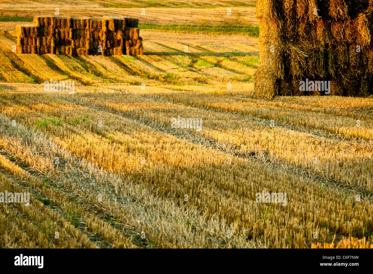 Stubble after harvest hi-res stock photography and images - Alamy
