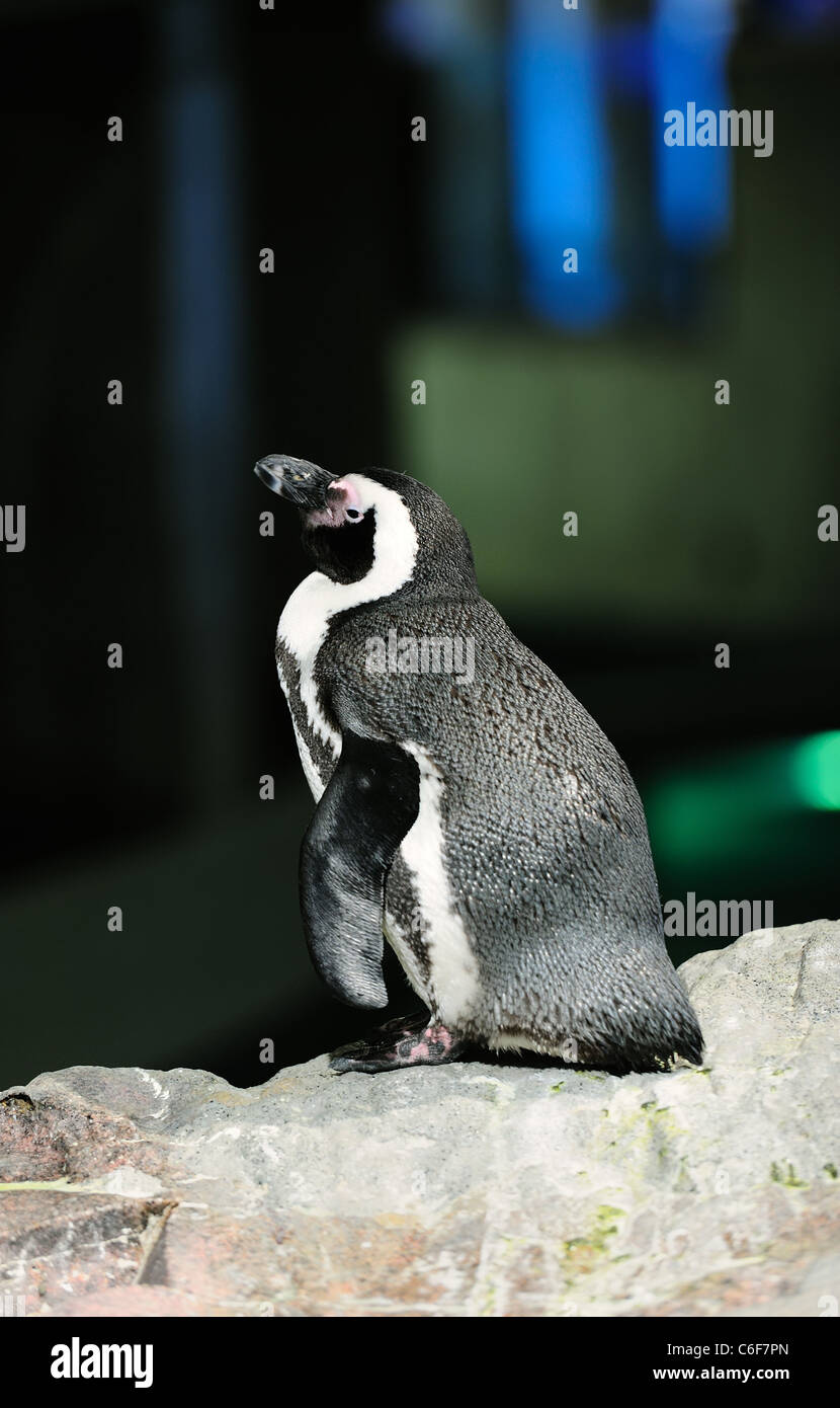 Penguin in Boston Aquarium Stock Photo Alamy