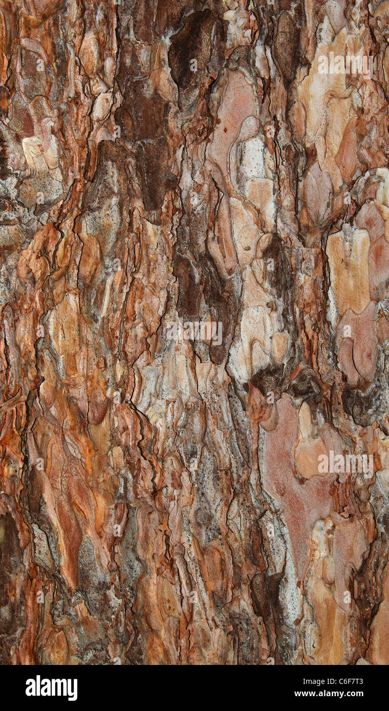 background or texture of a spruce bark Stock Photo