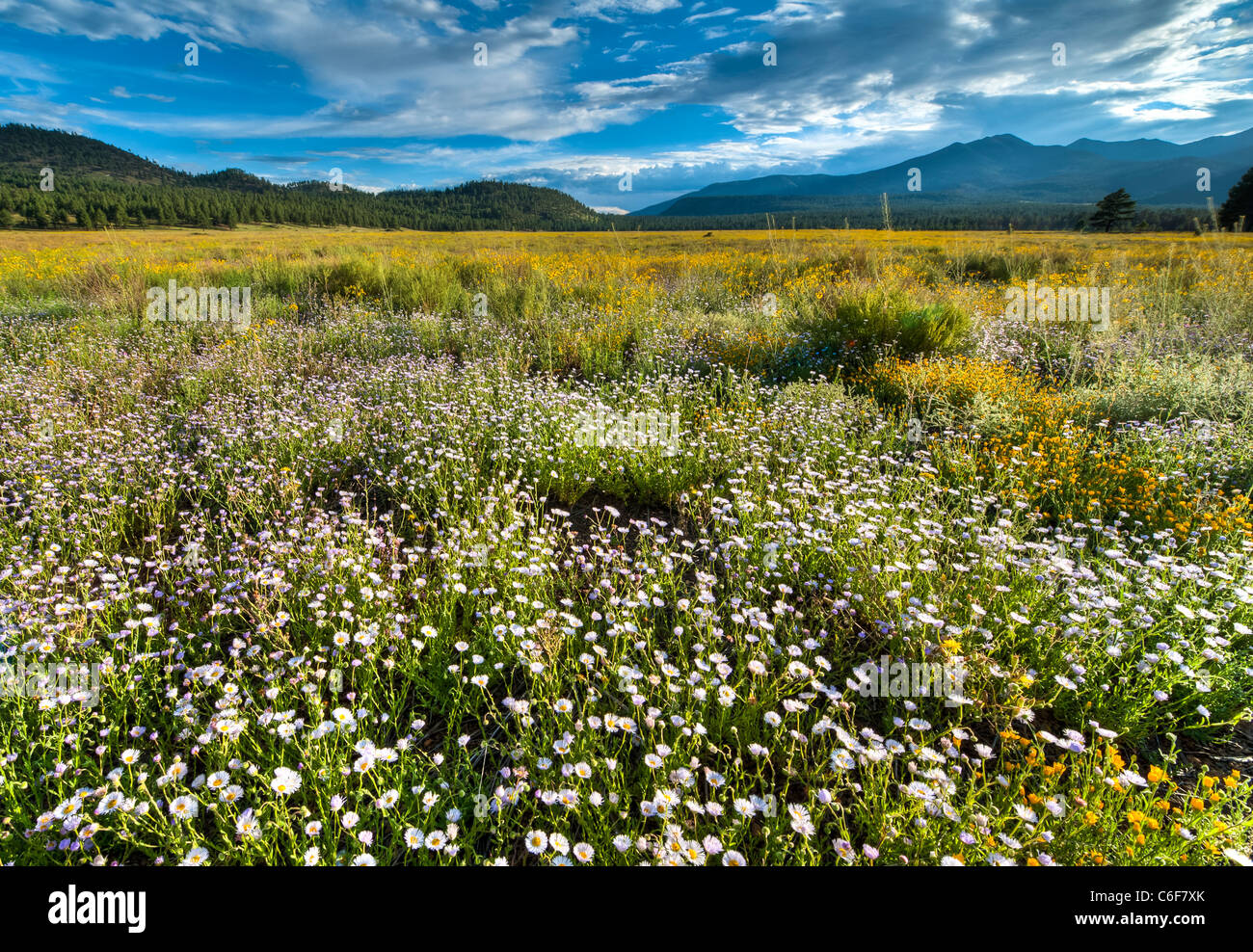 Aspen Fleabane and Rabbitbrush blanket Bonito Meadow north of Flagstaff, AZ. Stock Photo