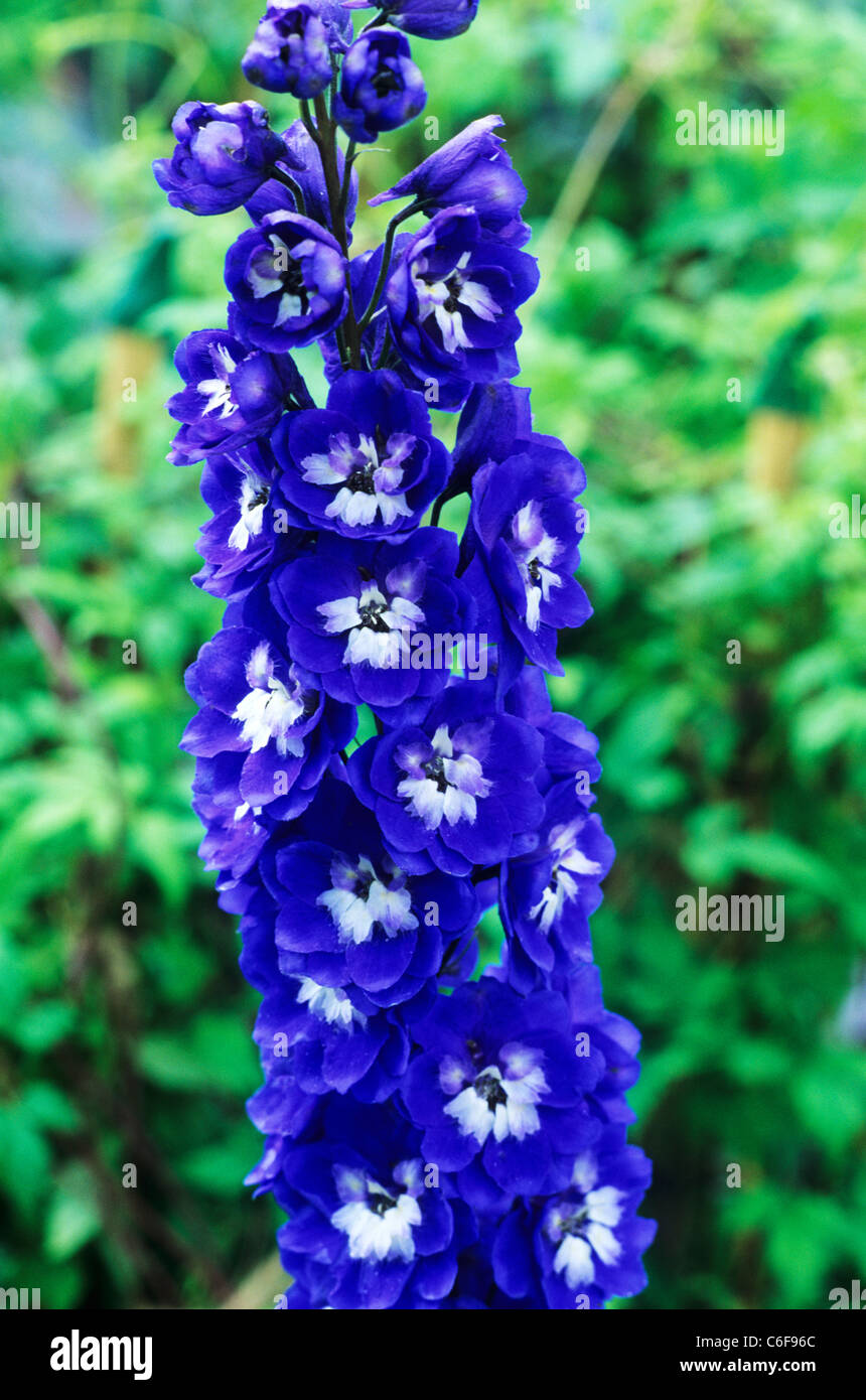 Delphinium 'Blue Bird'   blue delphiniums garden plant plants flower flowers Stock Photo
