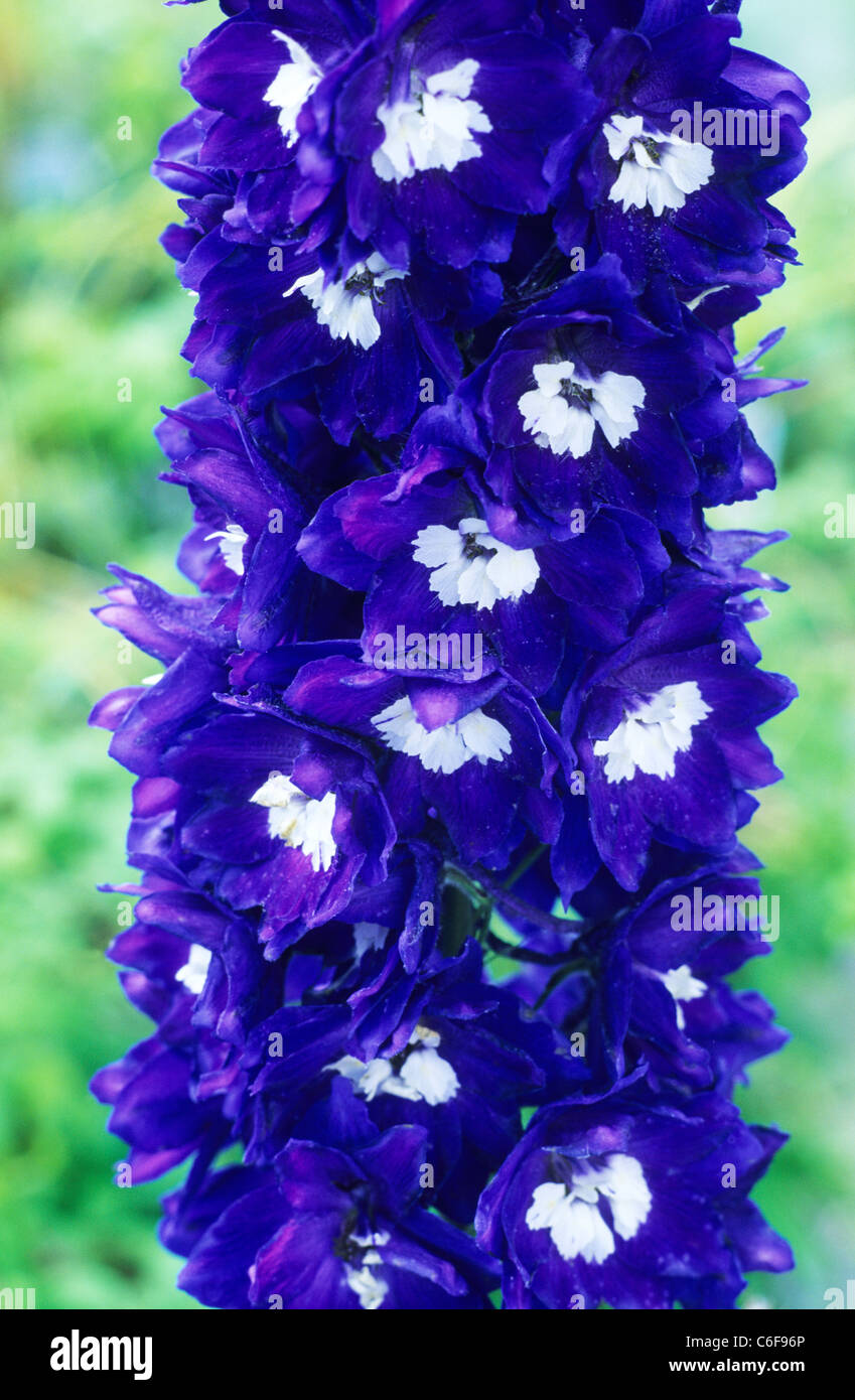 Delphinium 'King Arthur', blue delphiniums garden plant plants flower flowers Stock Photo