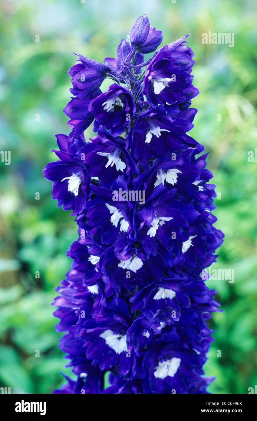 Delphinium 'King Arthur' , blue delphiniums garden plant plants flower flowers Stock Photo