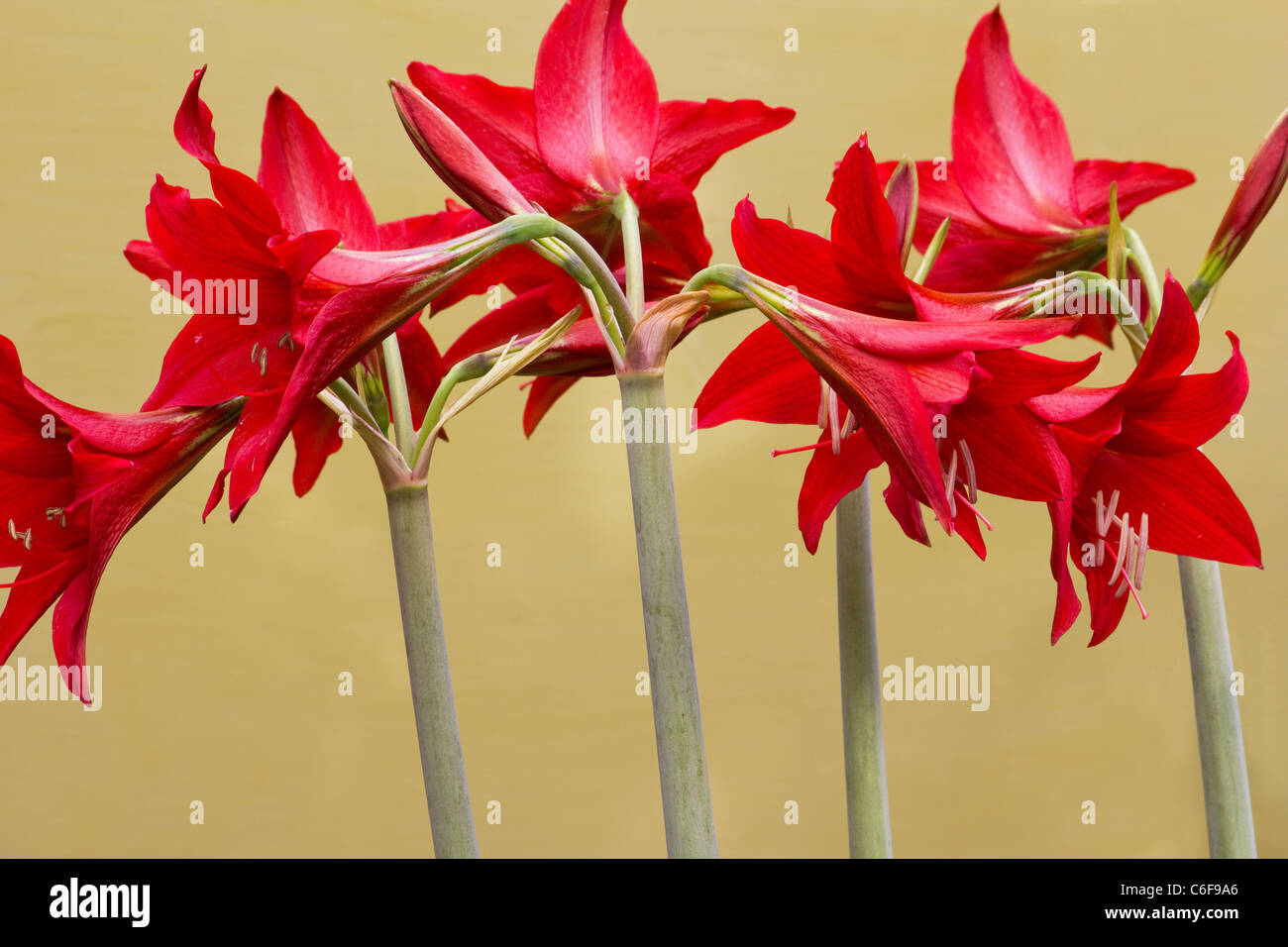 Red amaryllis on yellow background Stock Photo