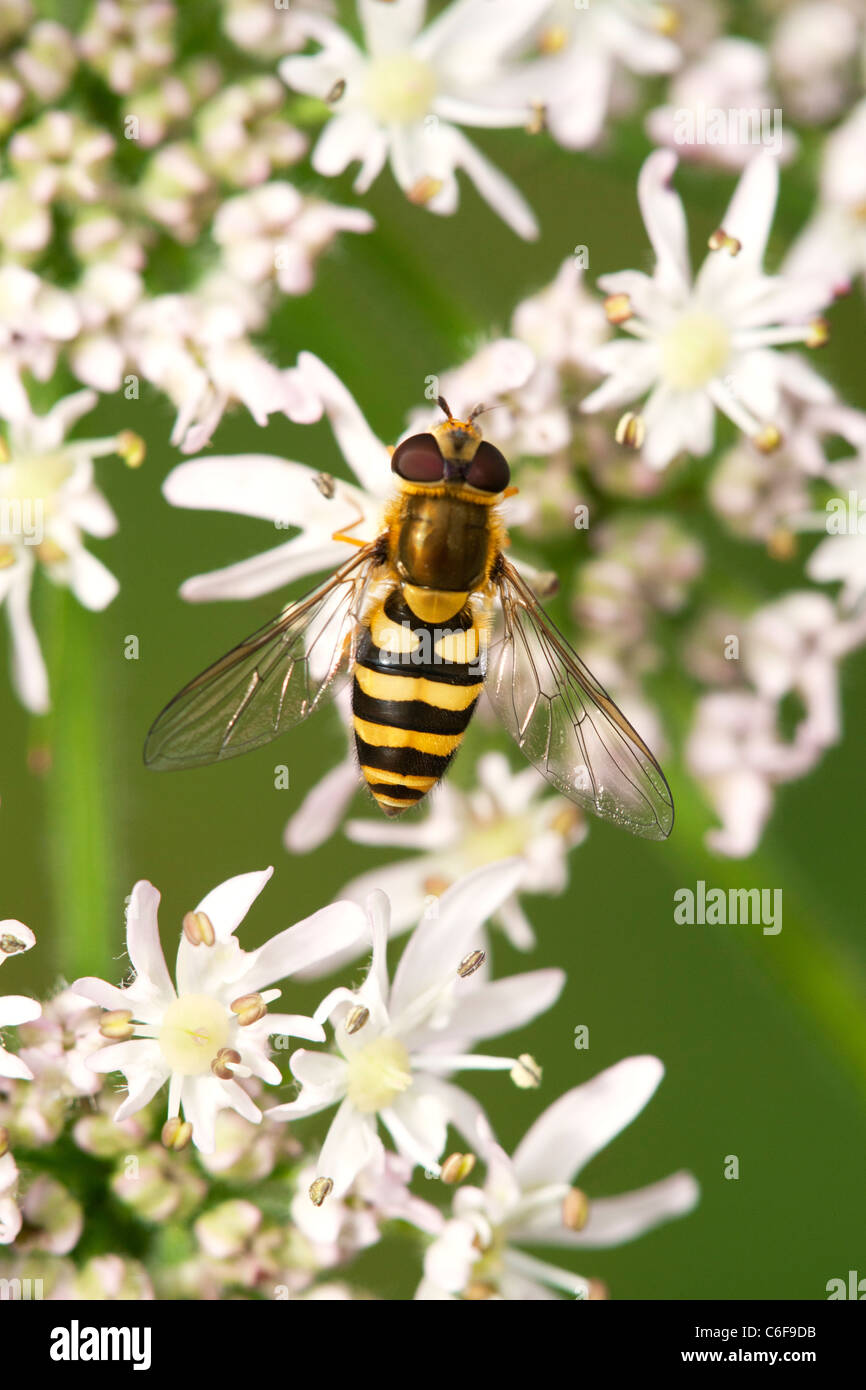 Hoverfly Surphus ribesii  feeding on flower Stock Photo