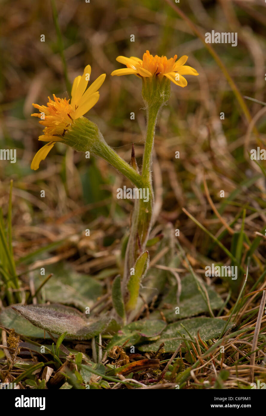 Field Fleawort (Tephroseris integrifolia ssp. integrifolia - formerly Senecio) on chalk downland at Martin Down, Hampshire Stock Photo