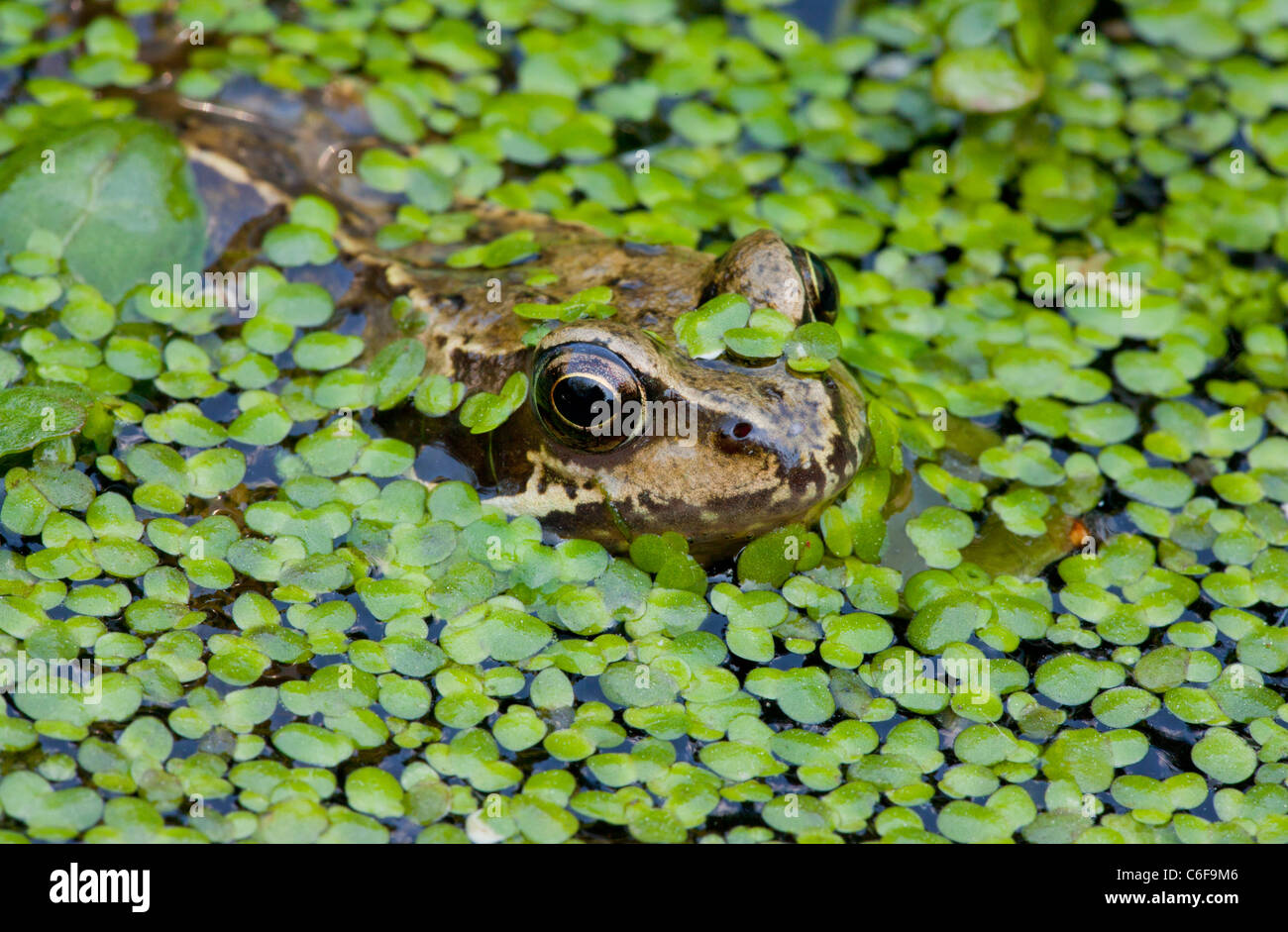 Common Frog Rana temporaria, adult in garden pond with duckweed. Dorset. Stock Photo