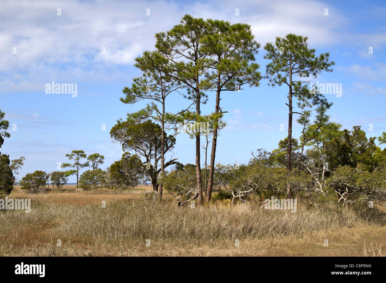 Pine trees grow above the marsh at Hunting Island State Park, South