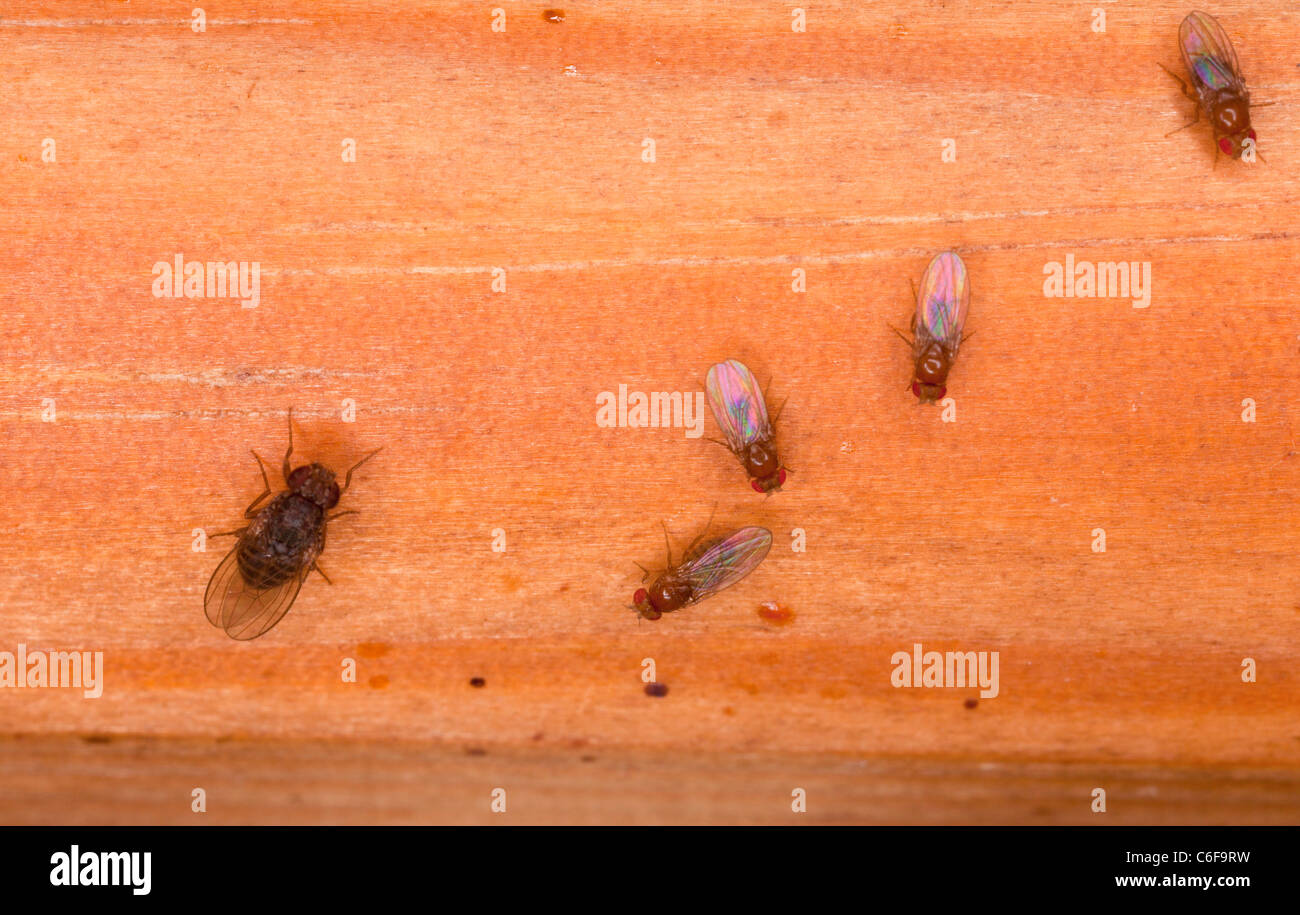 Fruit flies, Drosophila sp. Stock Photo