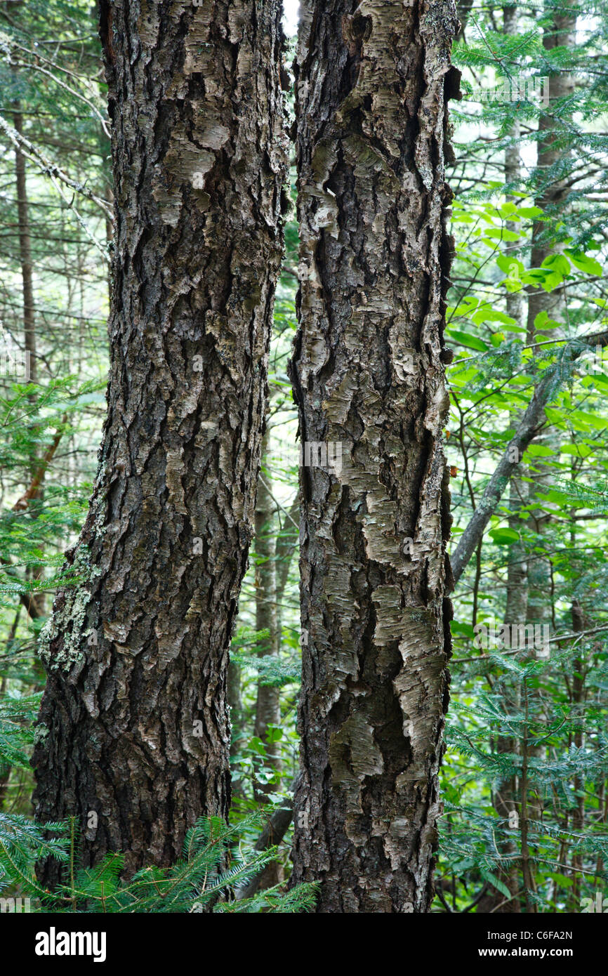 Bark Of Black Cherry Prunus Serotina Ehrh Tree