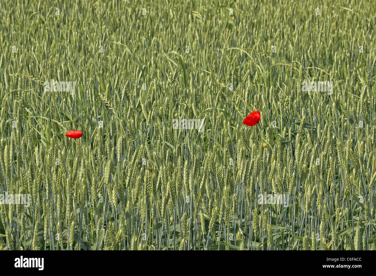 Two red poppy flowers in green wheat field Stock Photo - Alamy