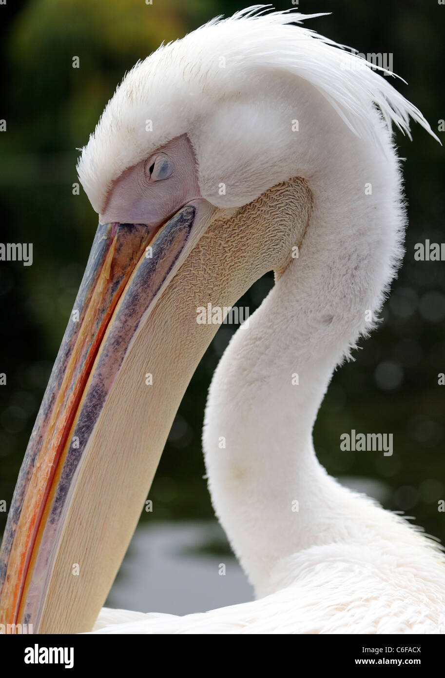 A Pelican (Pelican species) dozes. (Captive bird) St James Park London Stock Photo