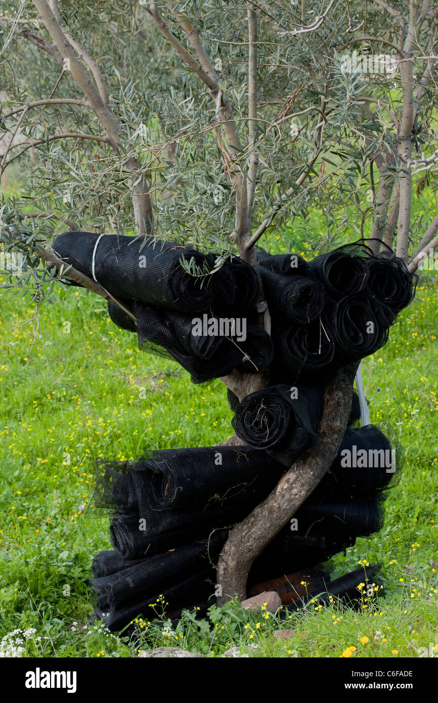 Black netting - for harvesting olives, hanging on olive tree; Lesvos (Lesbos), Greece. Stock Photo