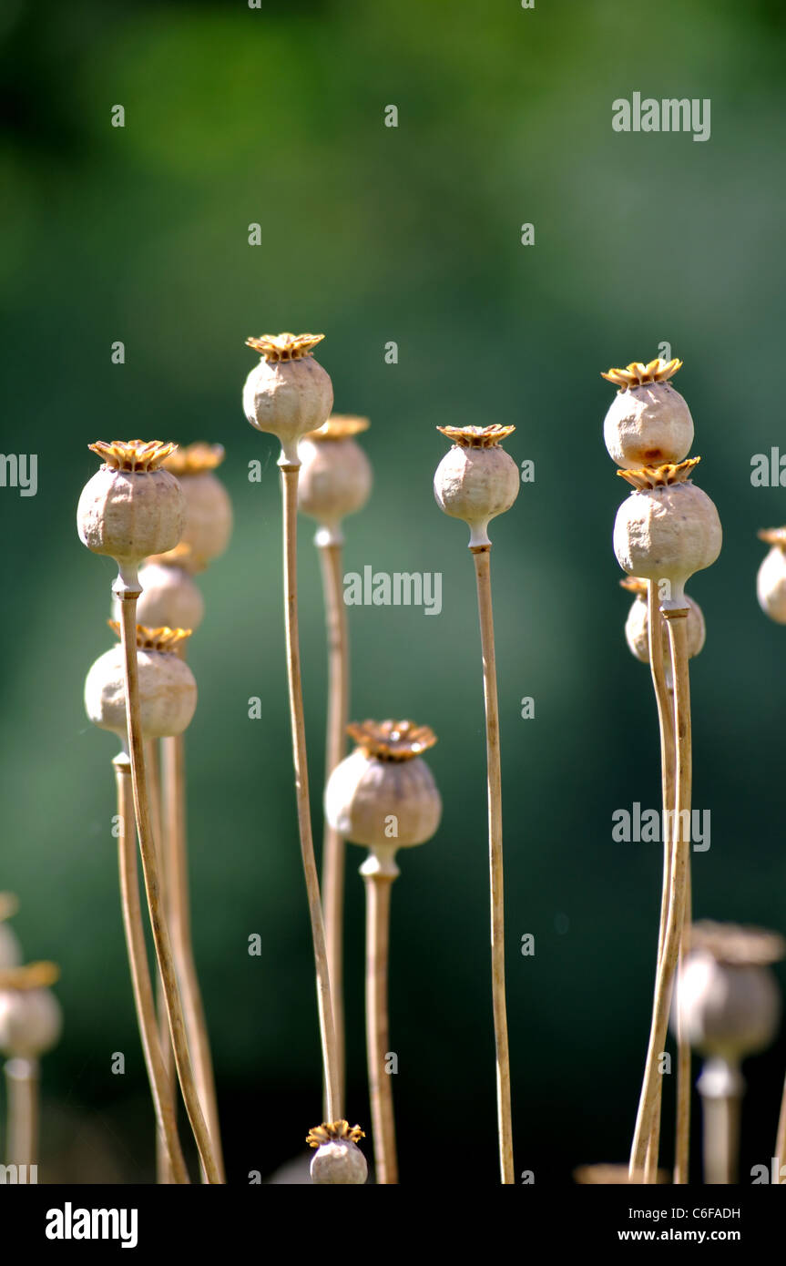 Poppy seed heads Stock Photo Alamy