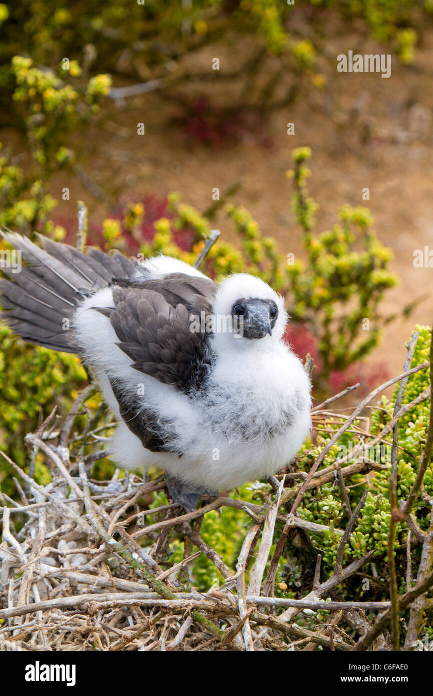 Juvenile (probably red footed) booby waits on nest at Punta Pitt, San Christobel, Galapagos Stock Photo