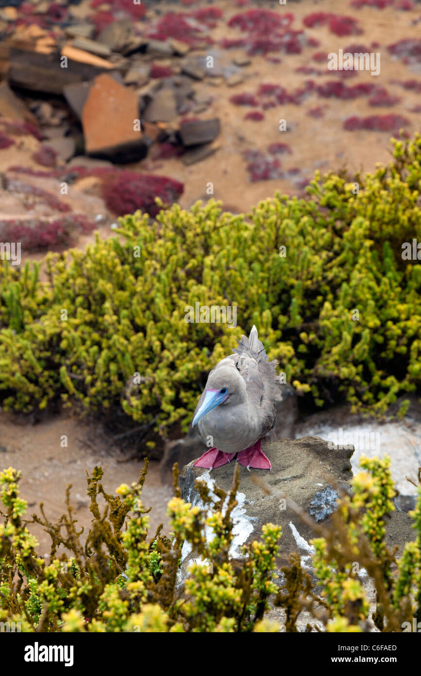 Red footed booby near nest at Punta Pitt, San Christobel, Galapagos Stock Photo