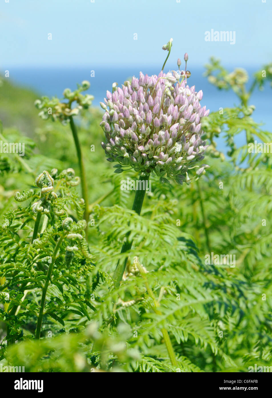 Alium species growing naturalised among bracken on the cliff top on Herm. Herm, Channel Islands, UK. Stock Photo