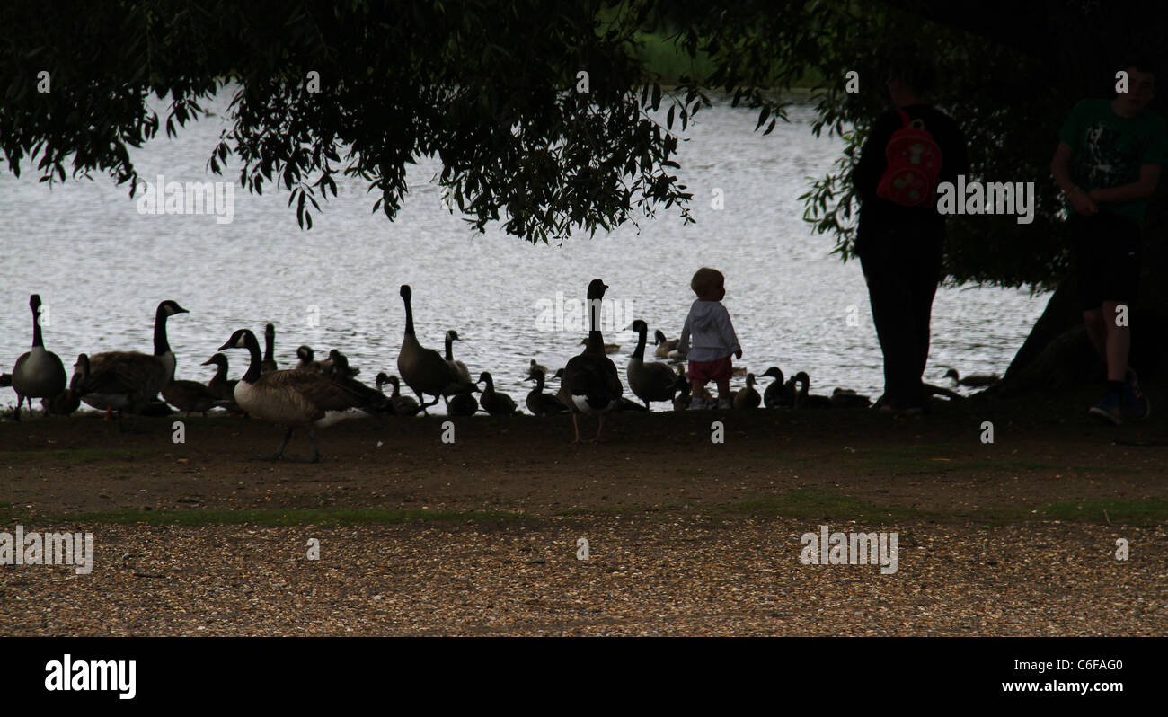 Small child at lake with geese. Stock Photo