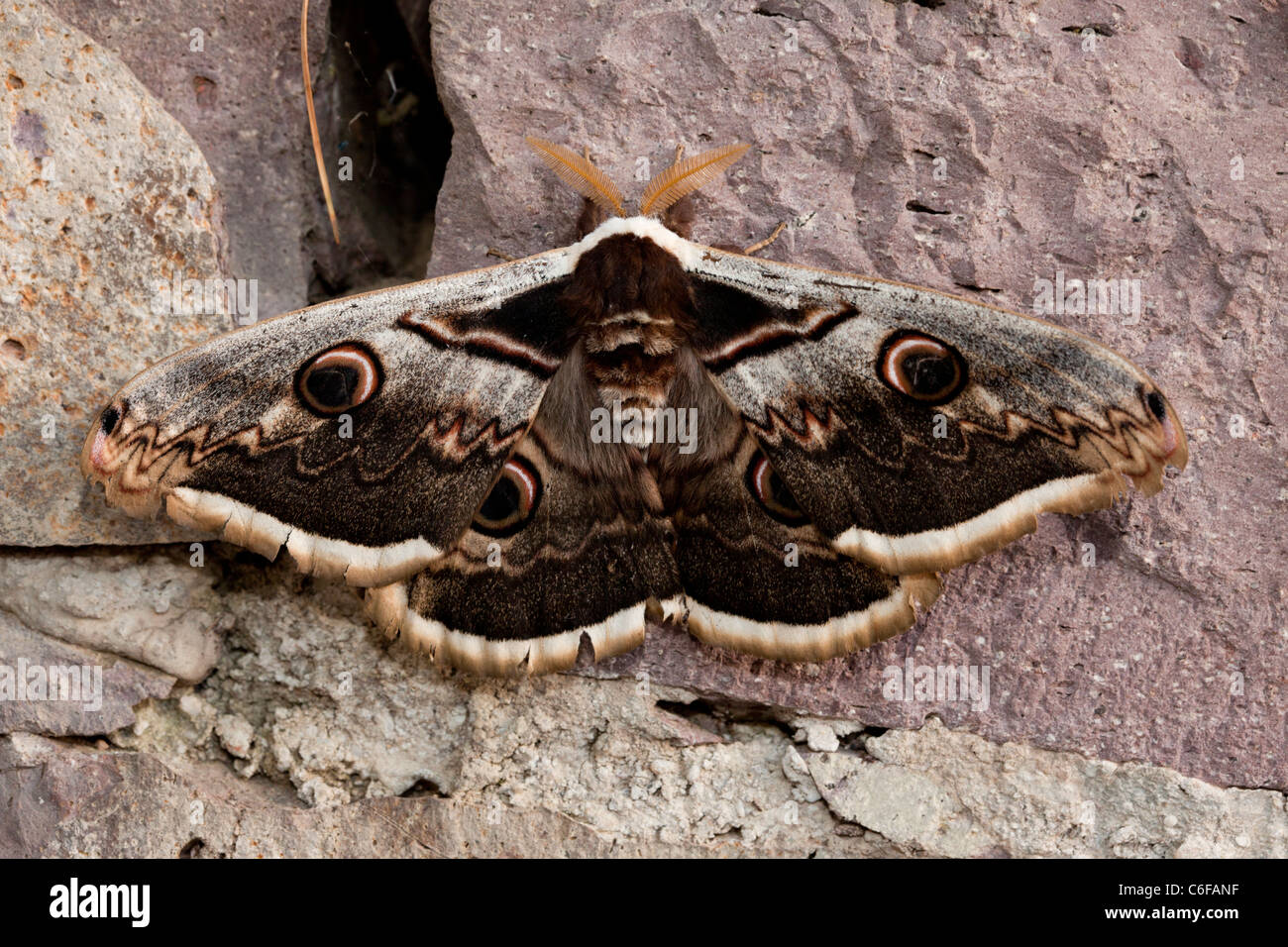 Giant Peacock Moth, Saturnia pyri - male with feathery antennae; Lesvos (Lesbos), Greece. Stock Photo