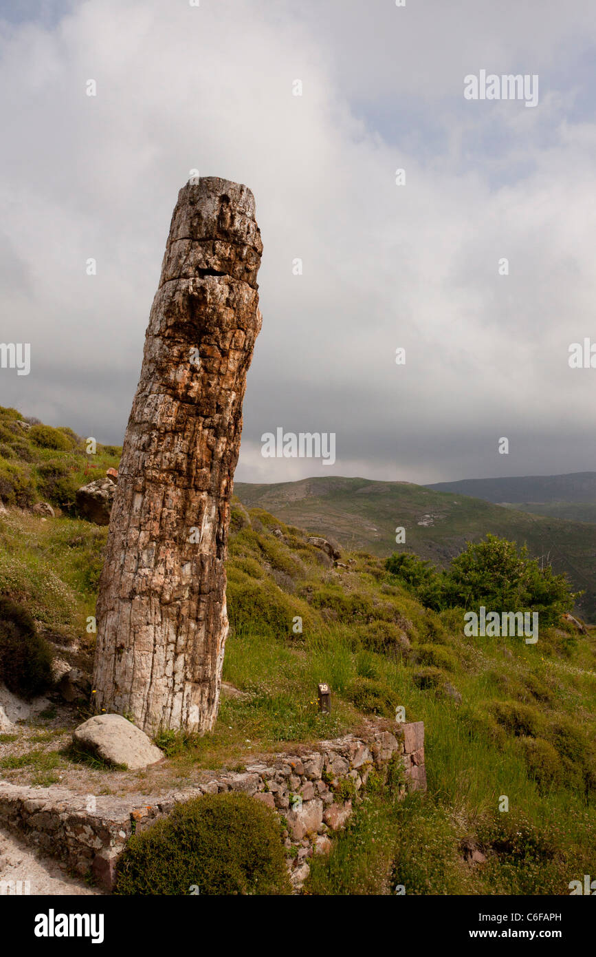 Standing (re-erected) tree in Petrified Forest, west Lesvos (Lesbos); caused by volcanic eruption, 20 million years ago, Greece Stock Photo