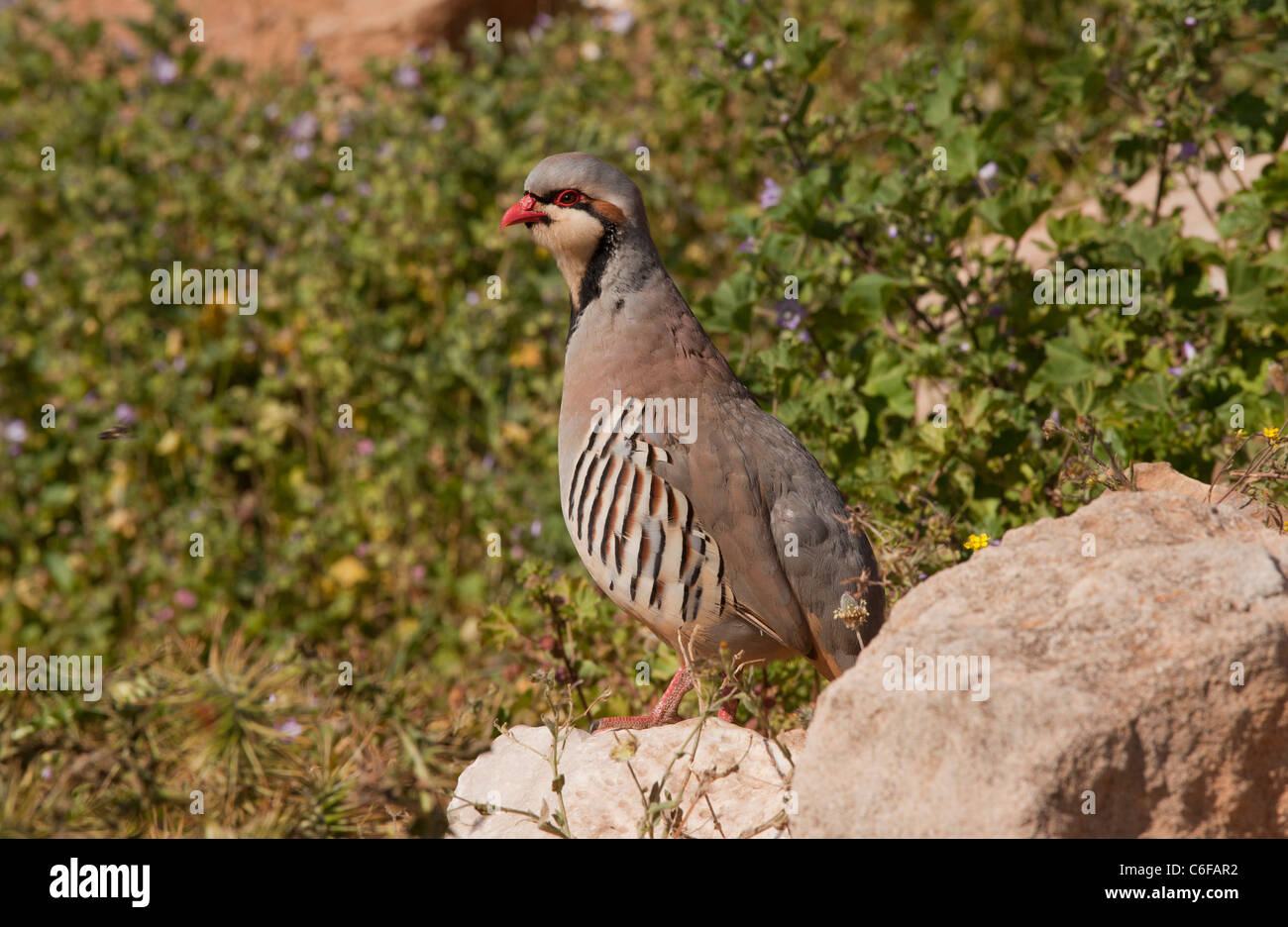 Alectoris chukar male bird partridge hi-res stock photography and ...