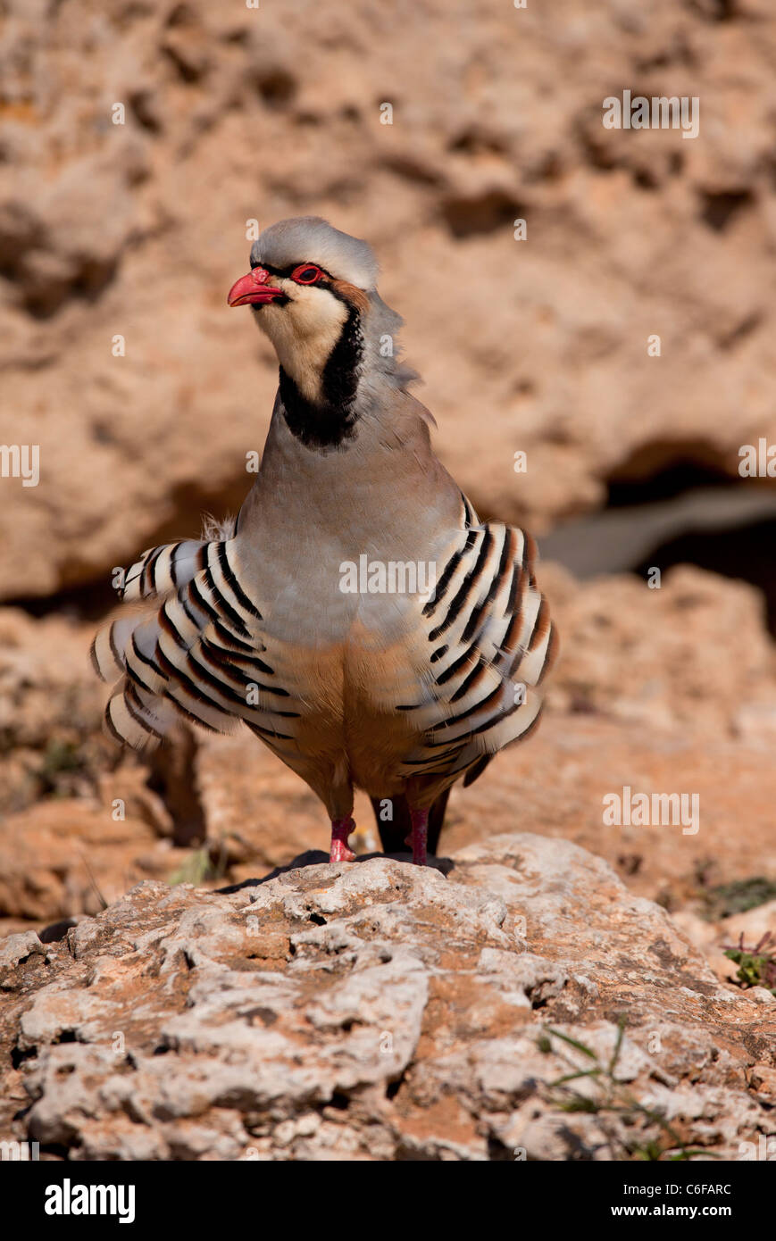 Chukar, Alectoris chukar; male calling. Greece Stock Photo Alamy