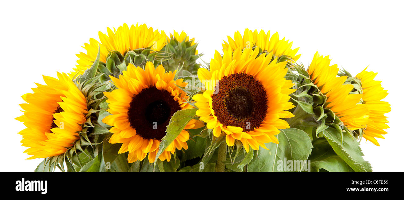Bouquet of sunflowers over white background Stock Photo - Alamy