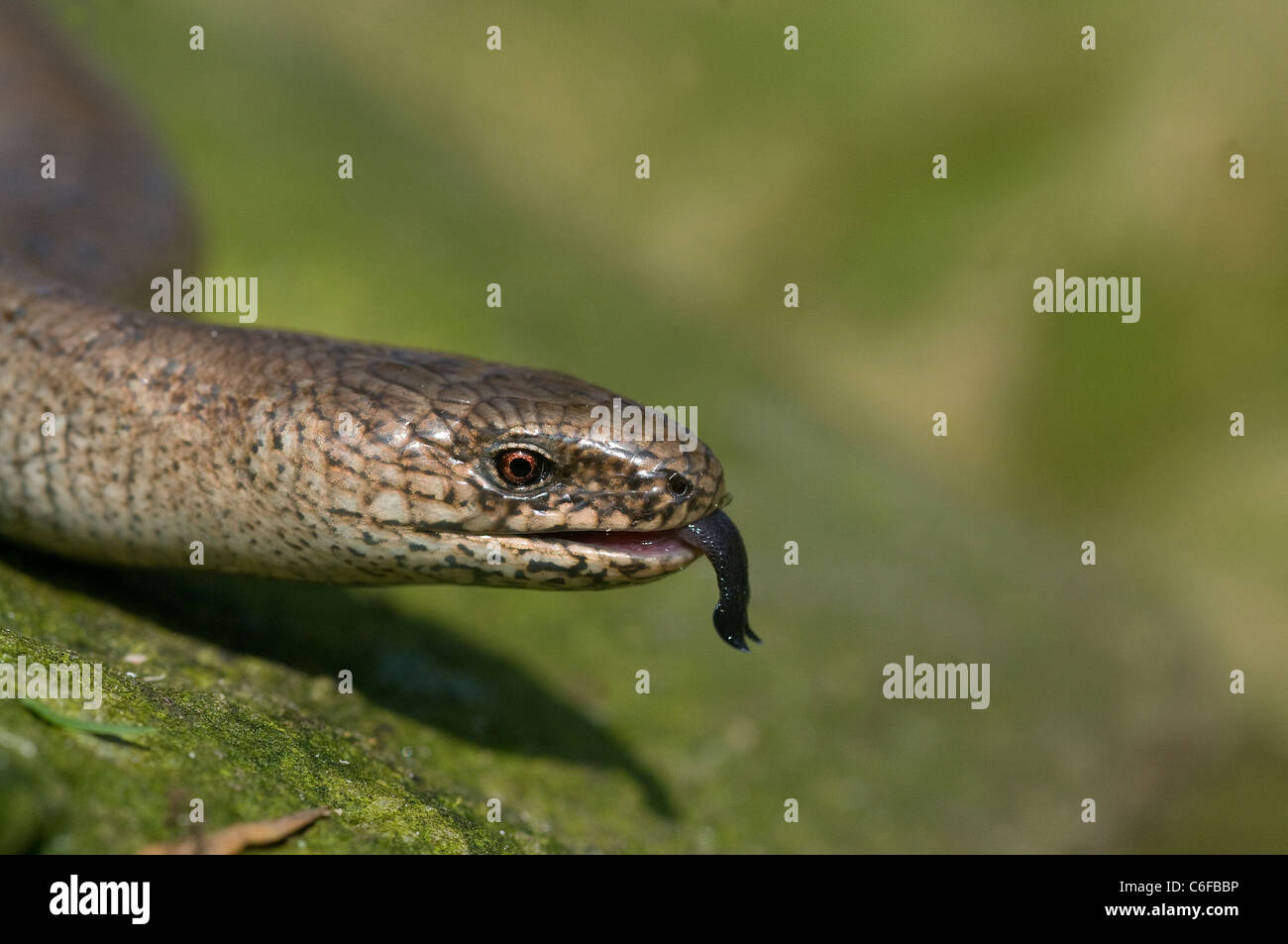 Slow worm.(Anguis fragilis Stock Photo - Alamy