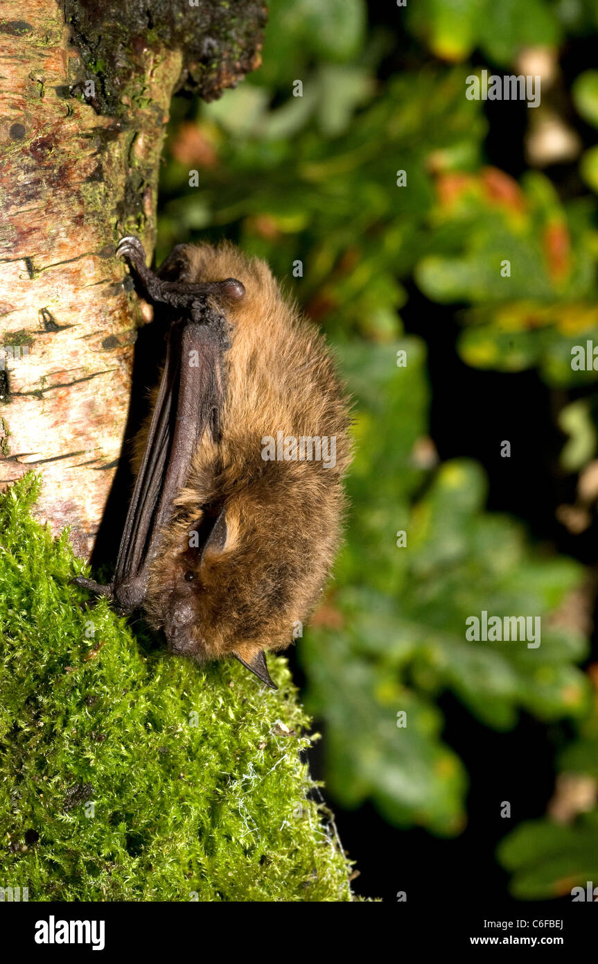 Pipistrelle bat. Stock Photo